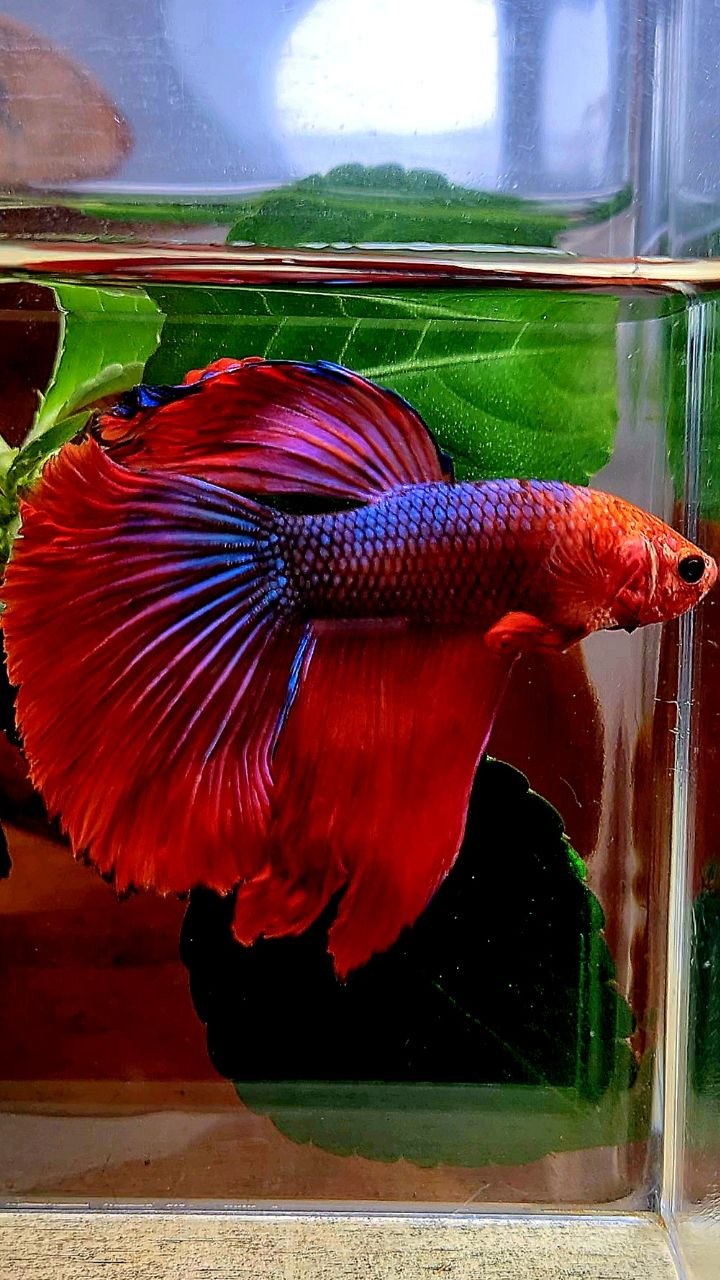 HALFMOON ROSETAIL RED FANCY BETTA FISH