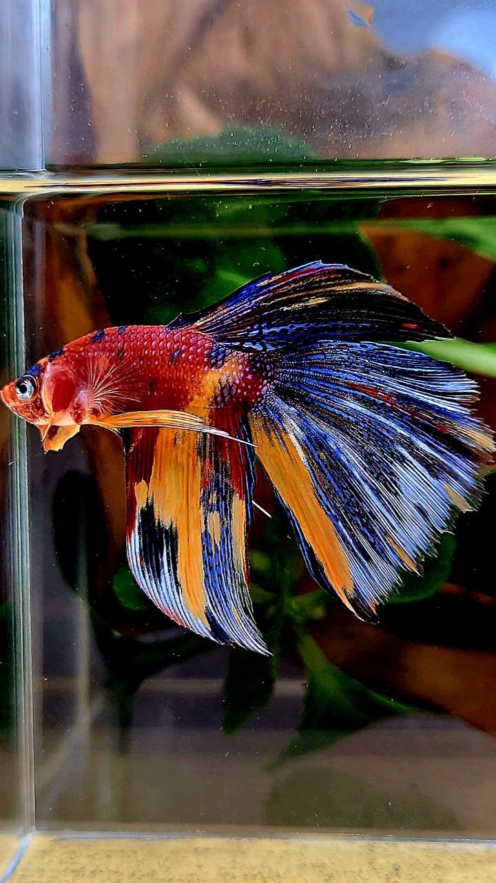 HALFMOON METALLIC MULTICOLOR BETTA FISH