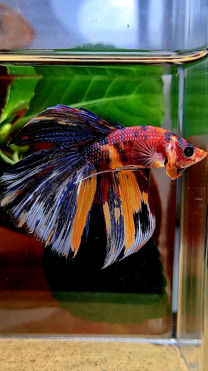 HALFMOON METALLIC MULTICOLOR BETTA FISH