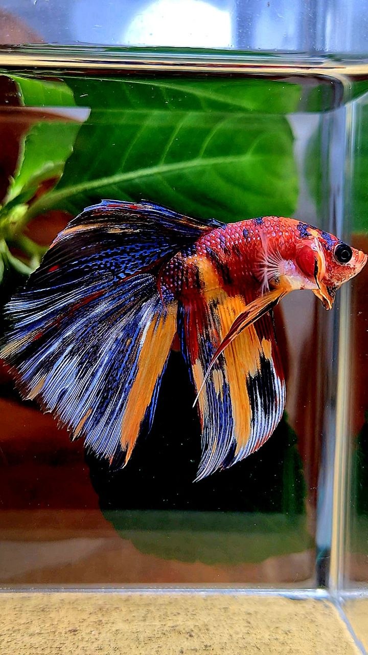 HALFMOON METALLIC MULTICOLOR BETTA FISH