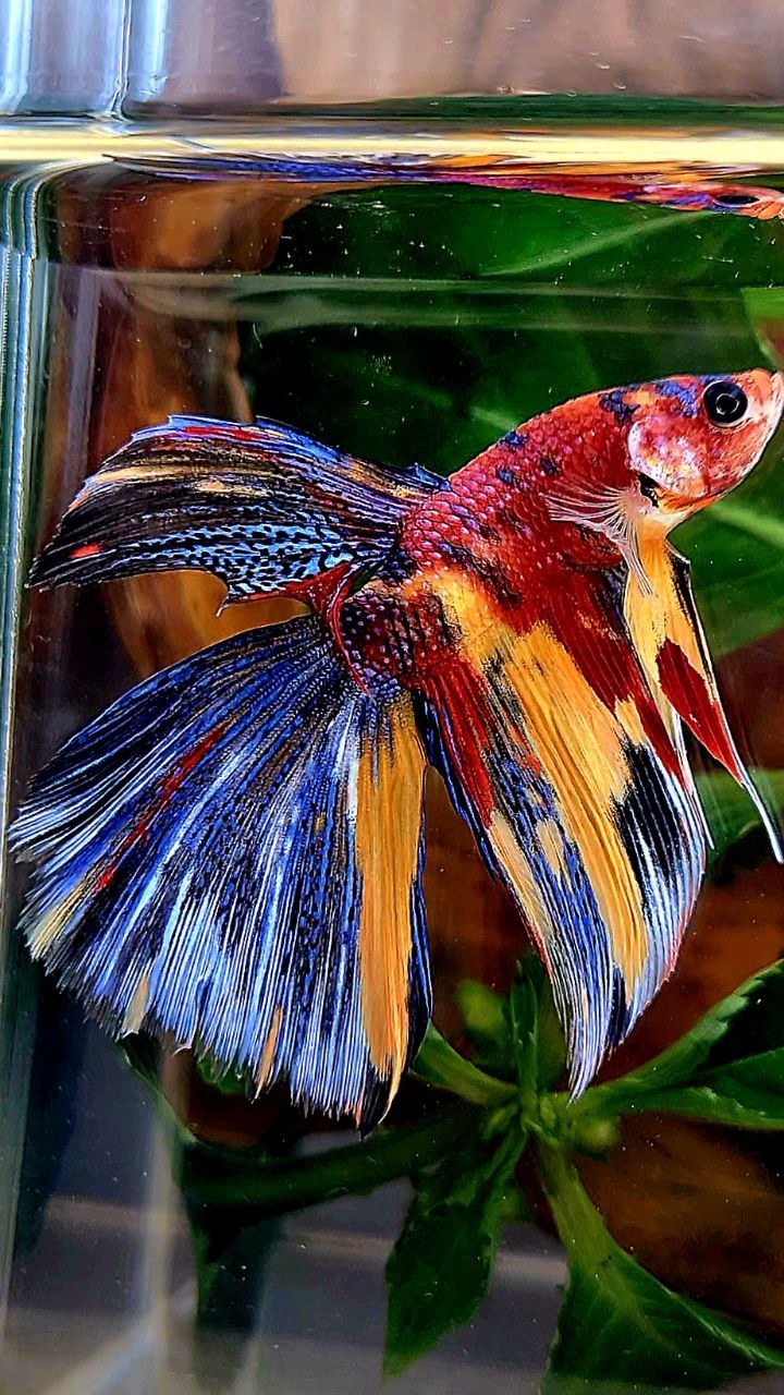 HALFMOON METALLIC MULTICOLOR BETTA FISH
