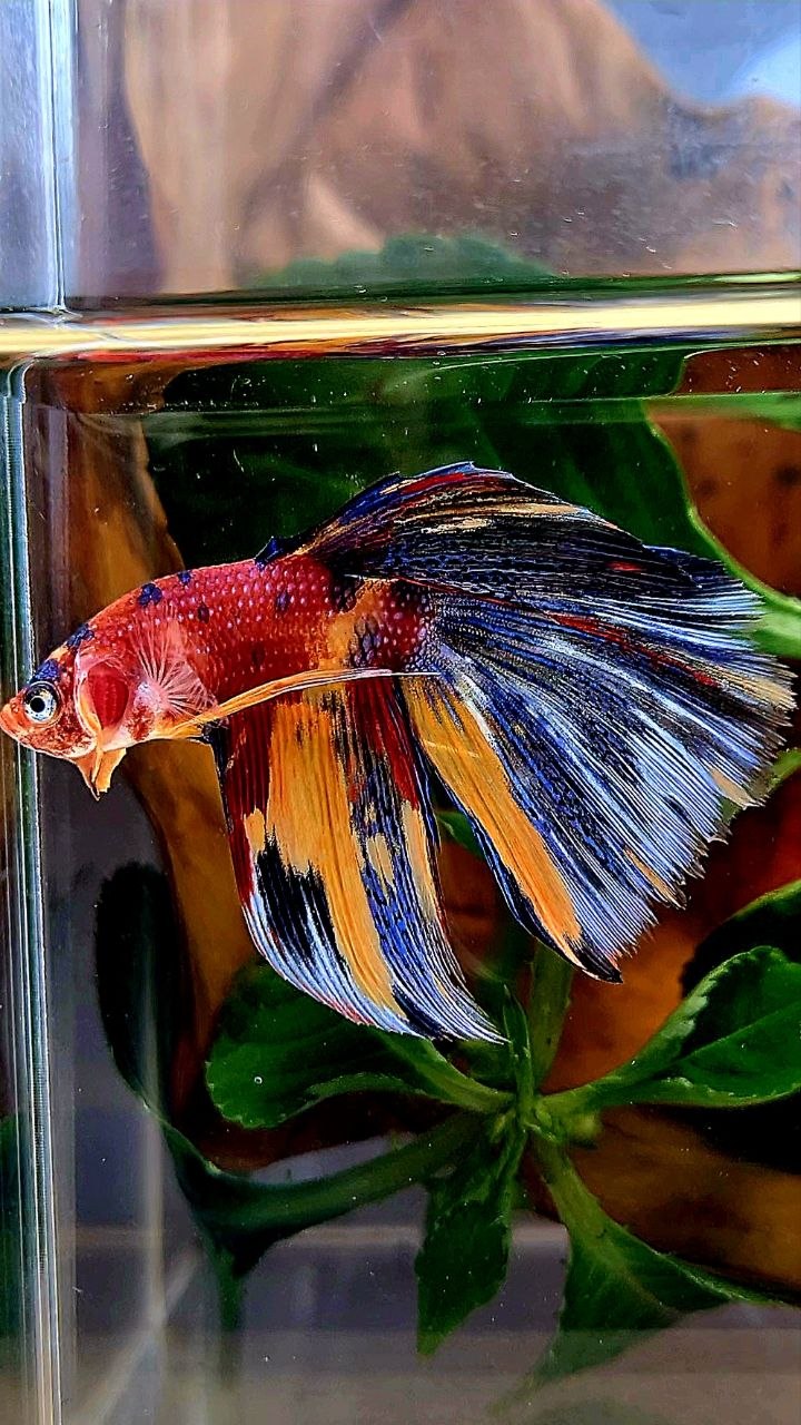 HALFMOON METALLIC MULTICOLOR BETTA FISH