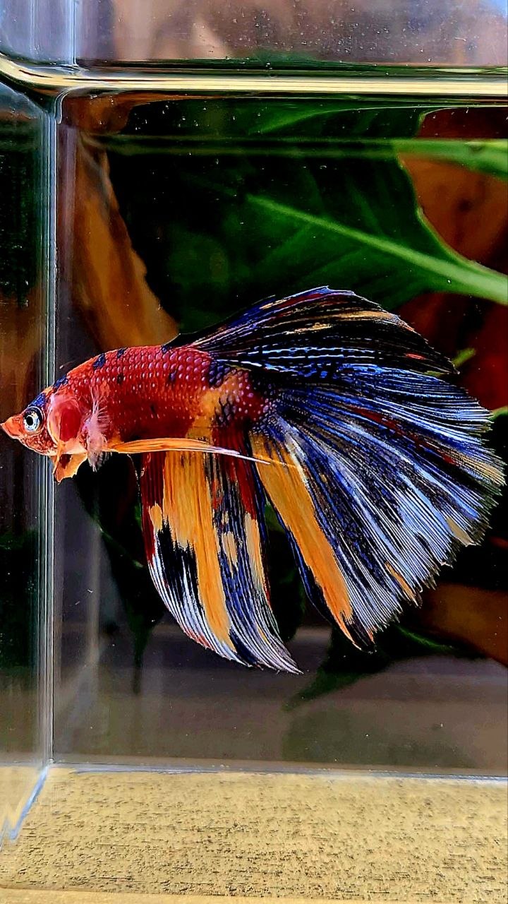 HALFMOON METALLIC MULTICOLOR BETTA FISH