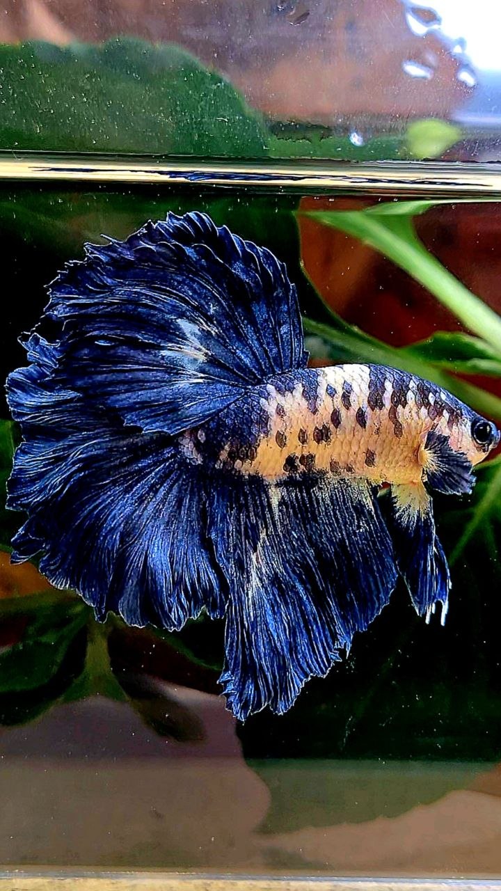 HALFMOON ROSETAIL BLUE DOTS MARBLE BETTA FISH
