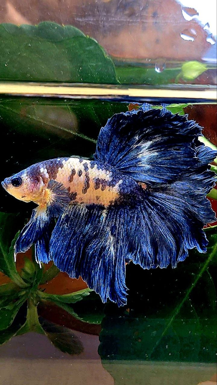 HALFMOON ROSETAIL BLUE DOTS MARBLE BETTA FISH