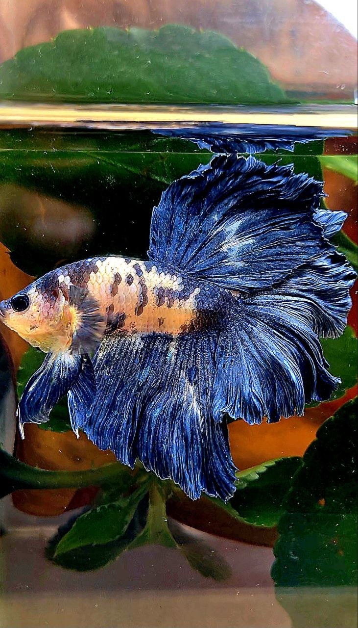 HALFMOON ROSETAIL BLUE DOTS MARBLE BETTA FISH