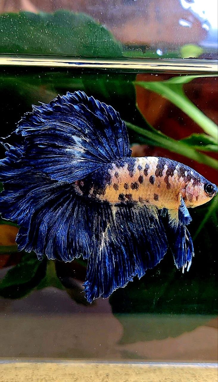 HALFMOON ROSETAIL BLUE DOTS MARBLE BETTA FISH