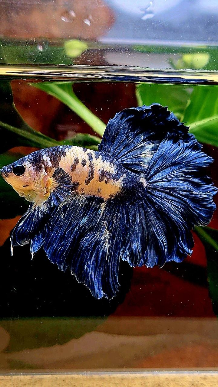 HALFMOON ROSETAIL BLUE DOTS MARBLE BETTA FISH