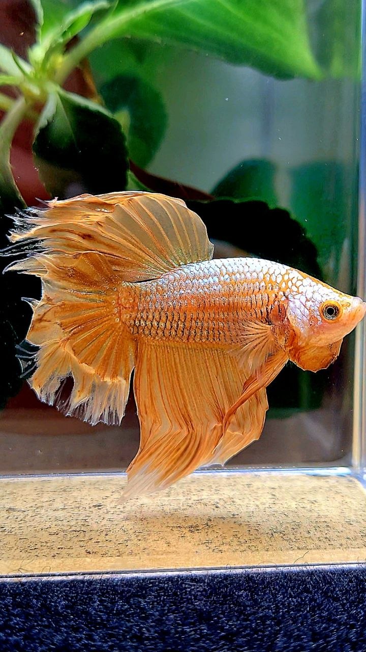 HALFMOON GOLD BETTA FISH