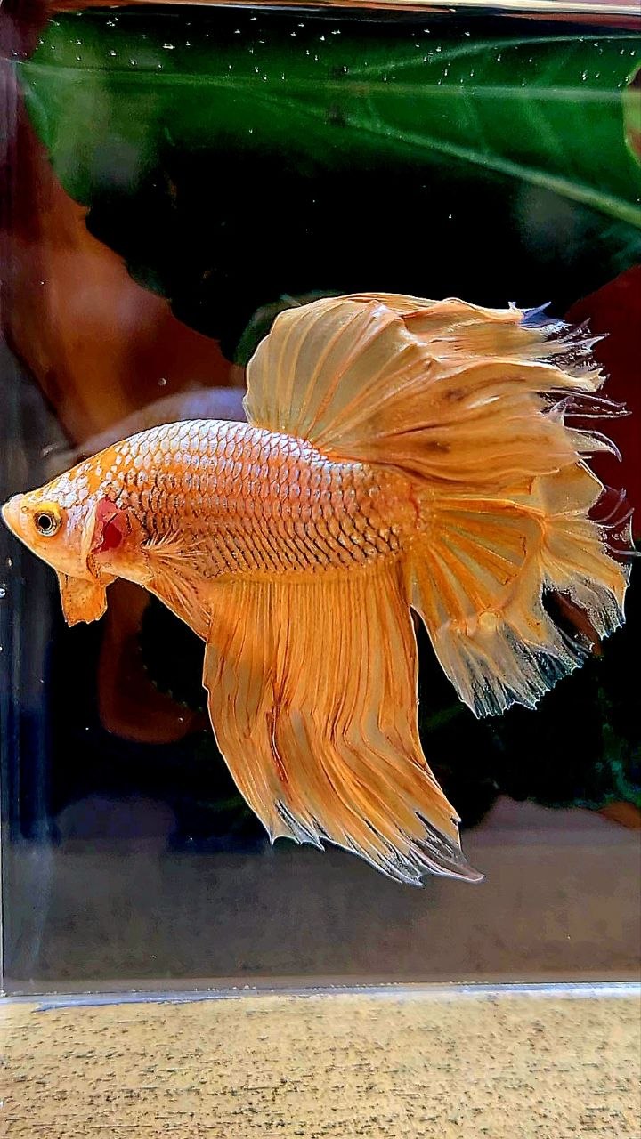 HALFMOON GOLD BETTA FISH