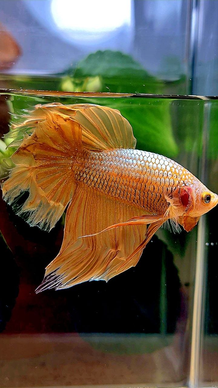 HALFMOON GOLD BETTA FISH