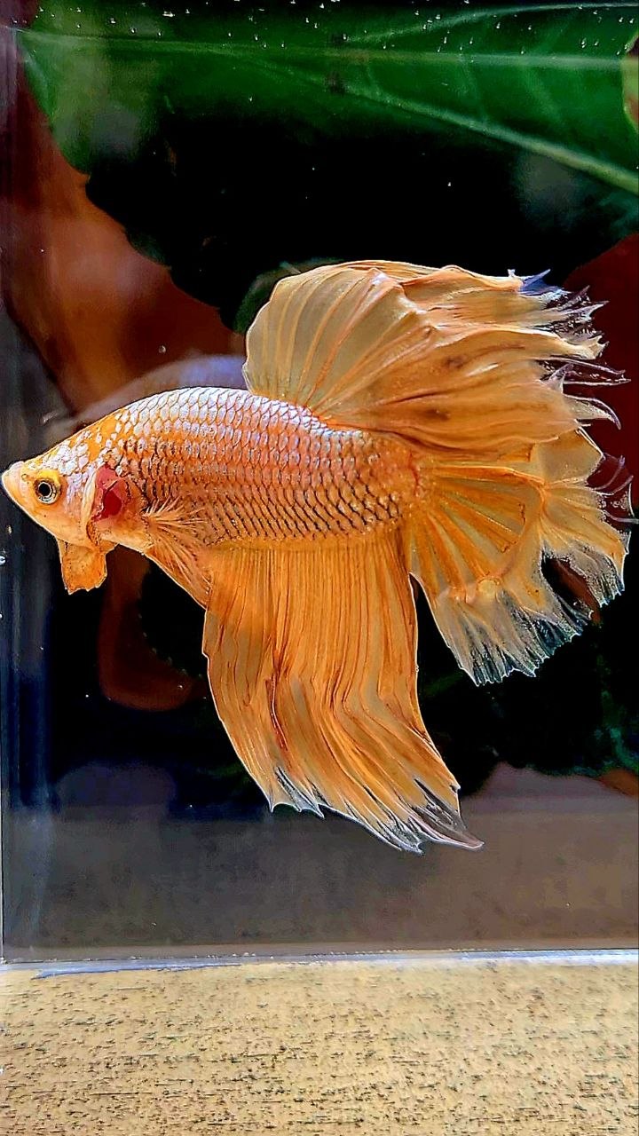 HALFMOON GOLD BETTA FISH