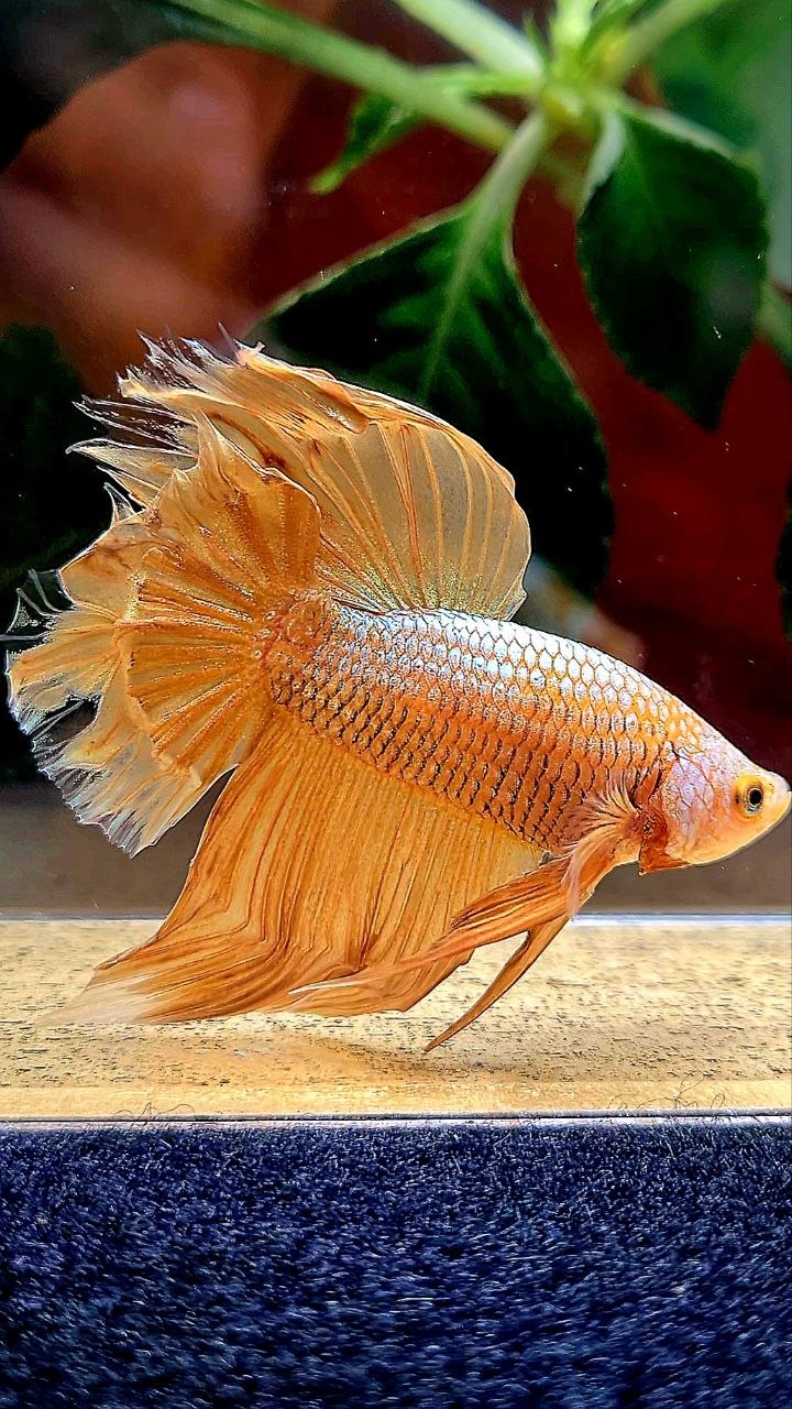 HALFMOON GOLD BETTA FISH