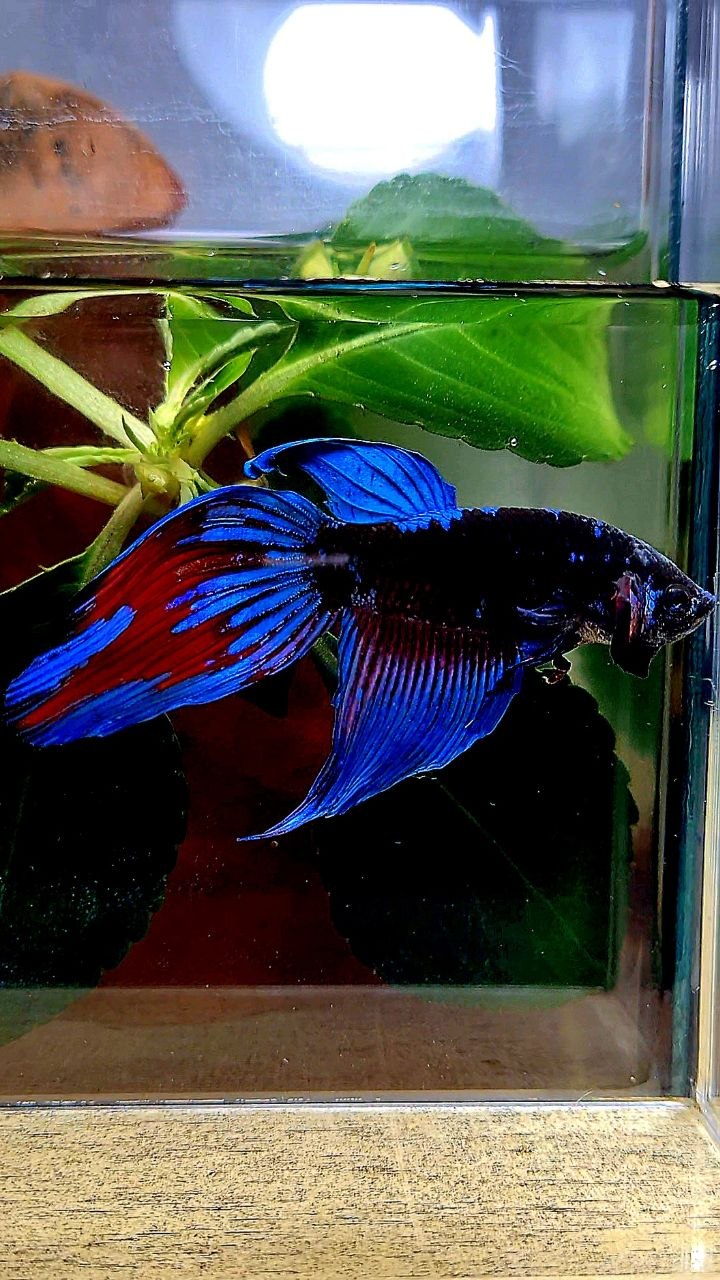 VEILTAIL BLACK SAPPHIRE EMERALD AVATAR BETTA FISH