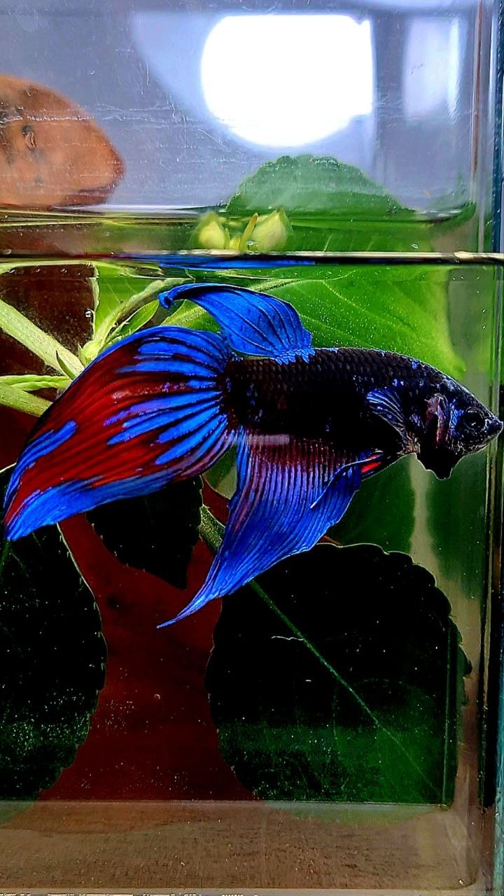 VEILTAIL BLACK SAPPHIRE EMERALD AVATAR BETTA FISH