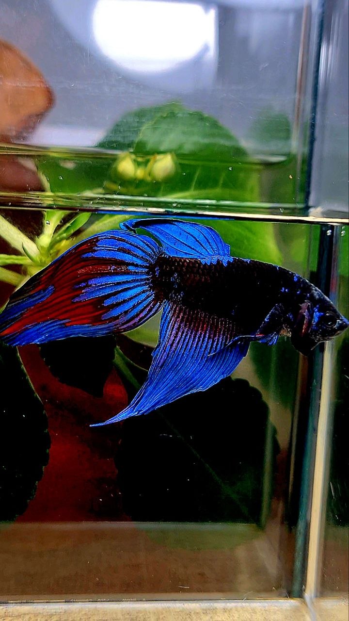 VEILTAIL BLACK SAPPHIRE EMERALD AVATAR BETTA FISH