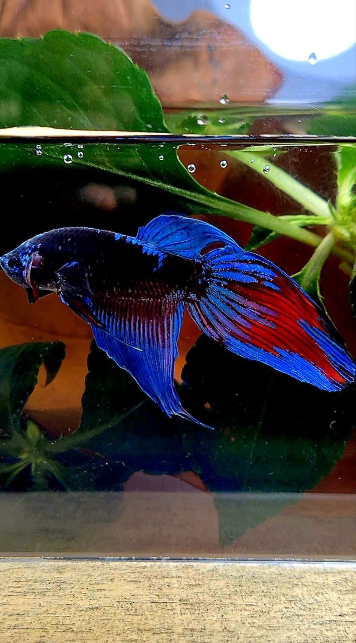 VEILTAIL BLACK SAPPHIRE EMERALD AVATAR BETTA FISH