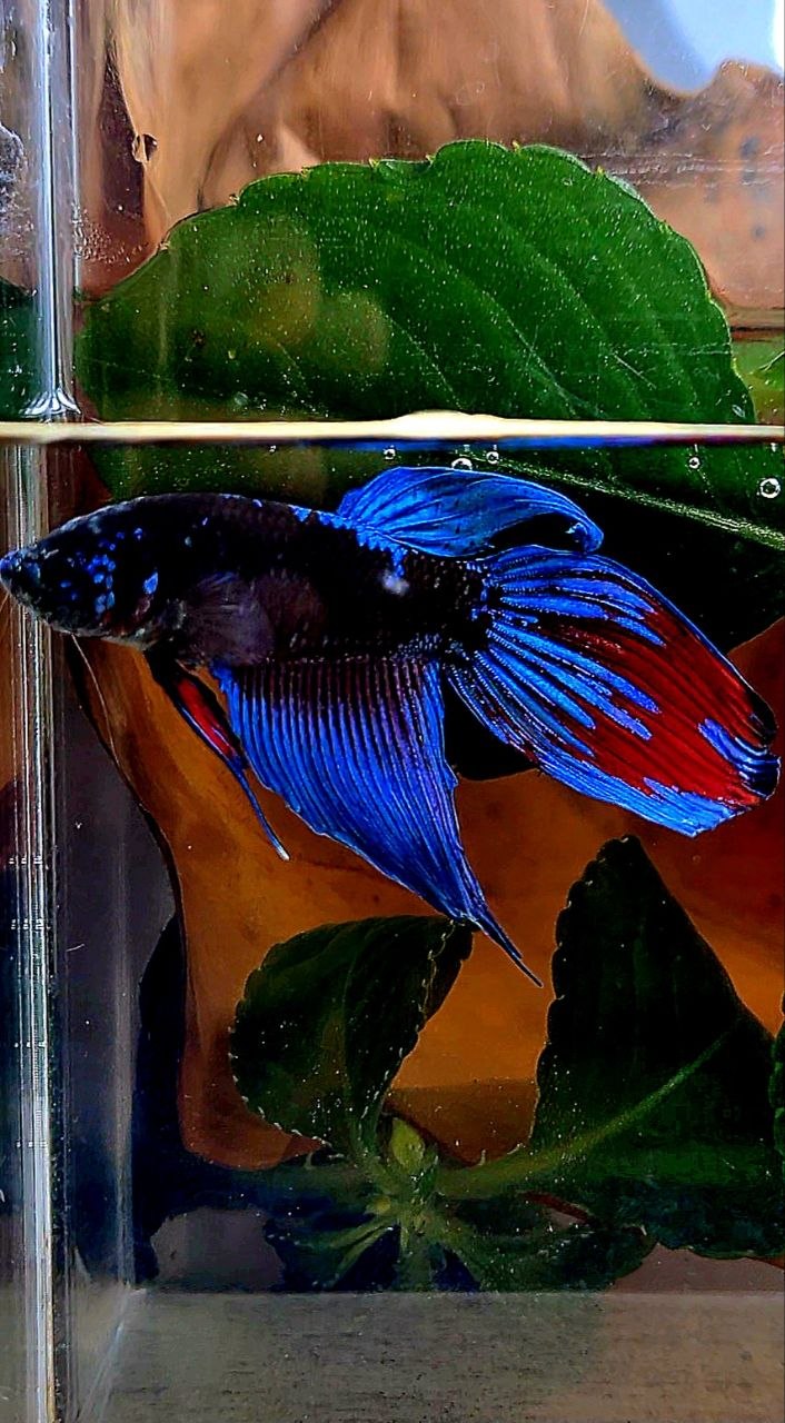 VEILTAIL BLACK SAPPHIRE EMERALD AVATAR BETTA FISH