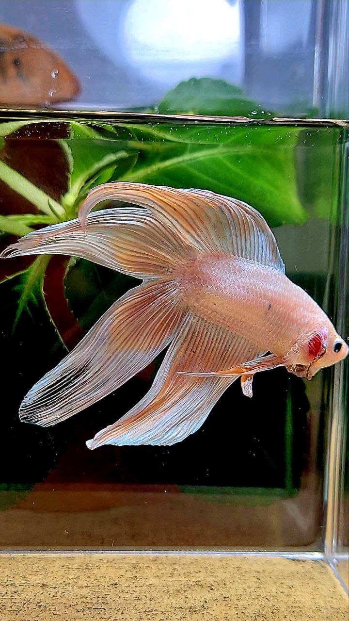 VEILTAIL DOUBLE TAIL WHITE ORANGE BETTA FISH