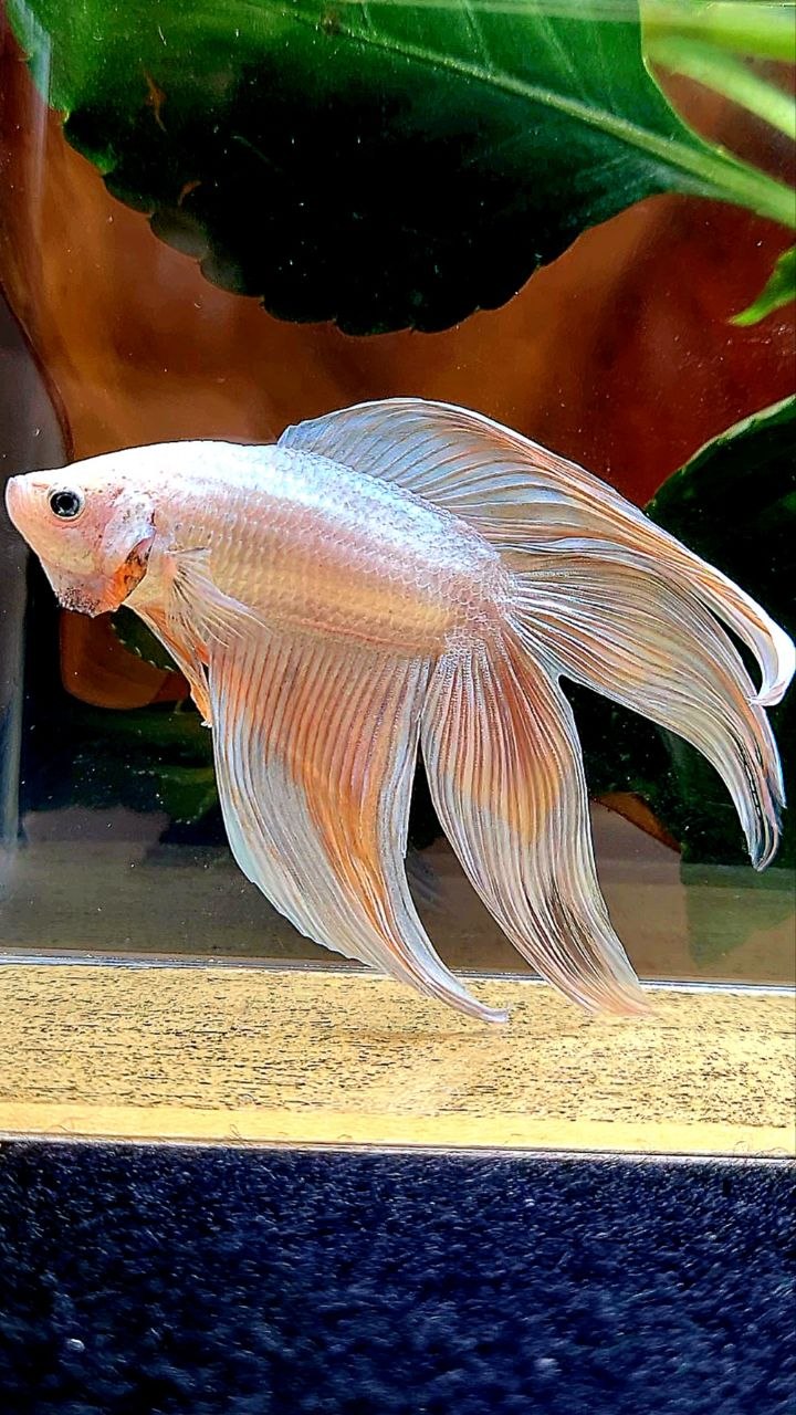 VEILTAIL DOUBLE TAIL WHITE ORANGE BETTA FISH