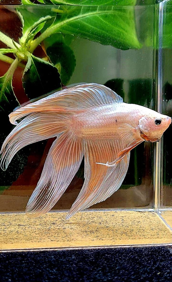 VEILTAIL DOUBLE TAIL WHITE ORANGE BETTA FISH