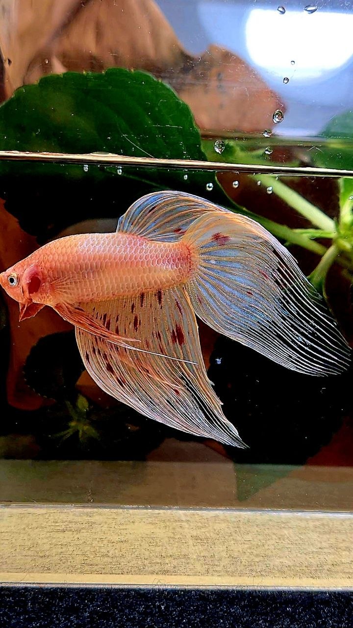 VEILTAIL ARMAGEDDON BETTA FISH