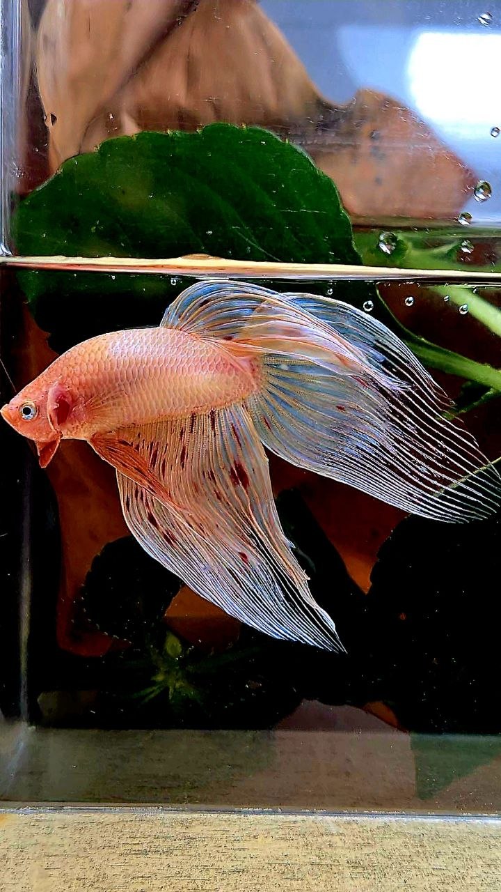 VEILTAIL ARMAGEDDON BETTA FISH