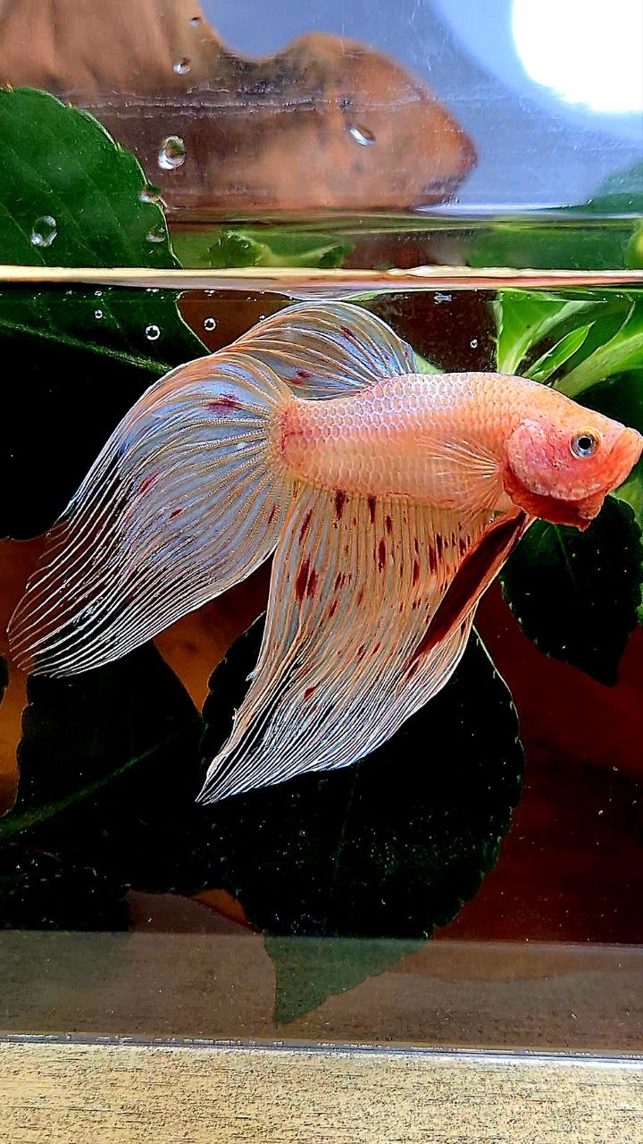 VEILTAIL ARMAGEDDON BETTA FISH