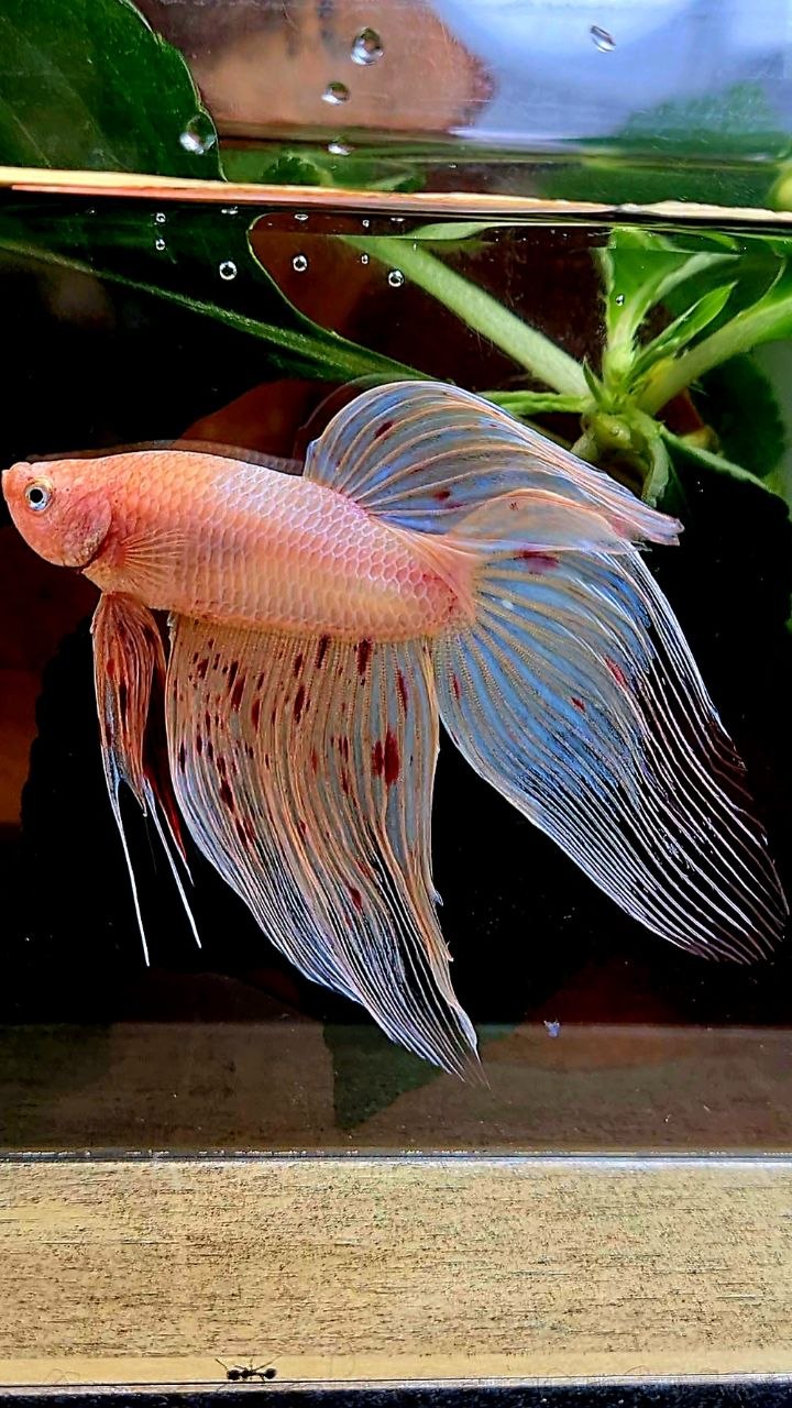 VEILTAIL ARMAGEDDON BETTA FISH