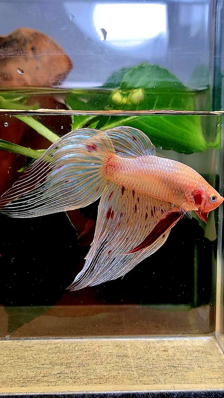 VEILTAIL ARMAGEDDON BETTA FISH