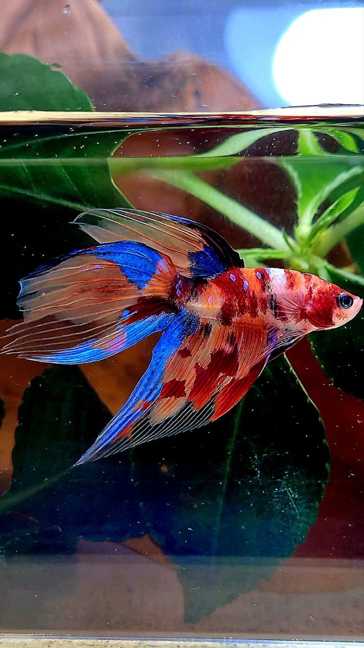 VEILTAIL KOI FIRE MULTICOLOR BETTA FISH
