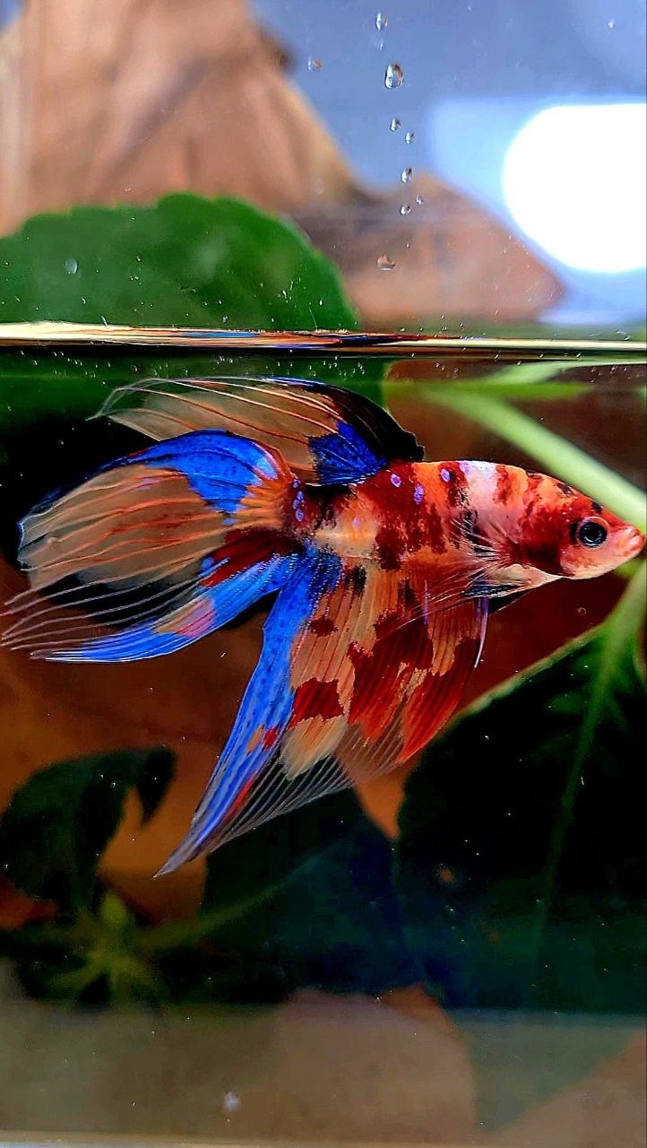 VEILTAIL KOI FIRE MULTICOLOR BETTA FISH