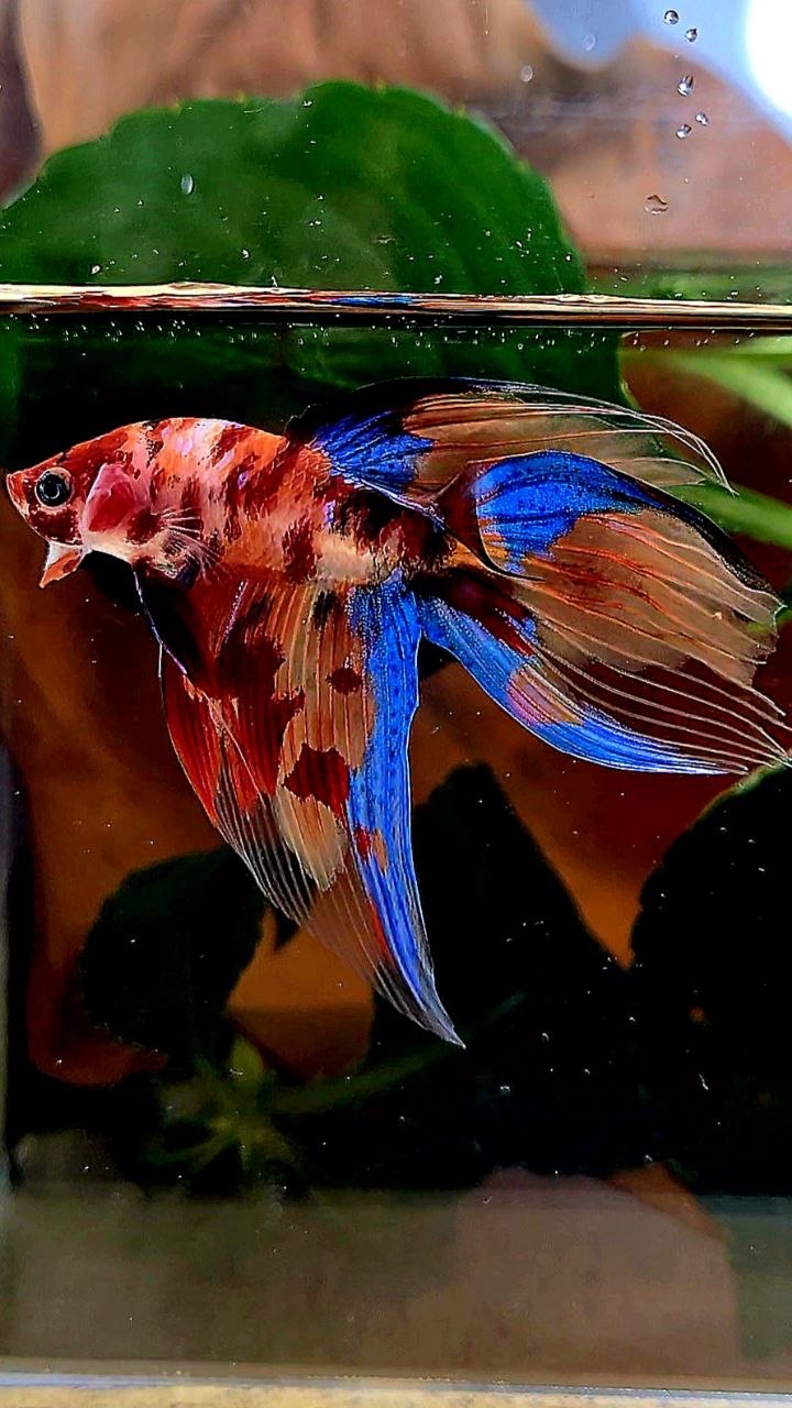 VEILTAIL KOI FIRE MULTICOLOR BETTA FISH