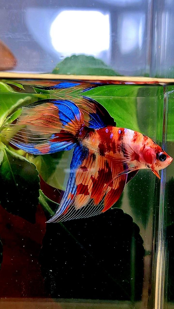 VEILTAIL KOI FIRE MULTICOLOR BETTA FISH