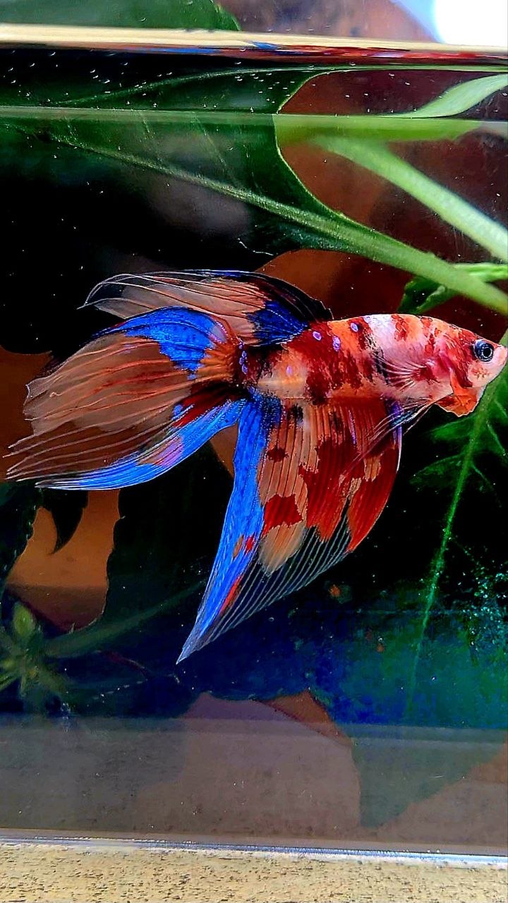 VEILTAIL KOI FIRE MULTICOLOR BETTA FISH