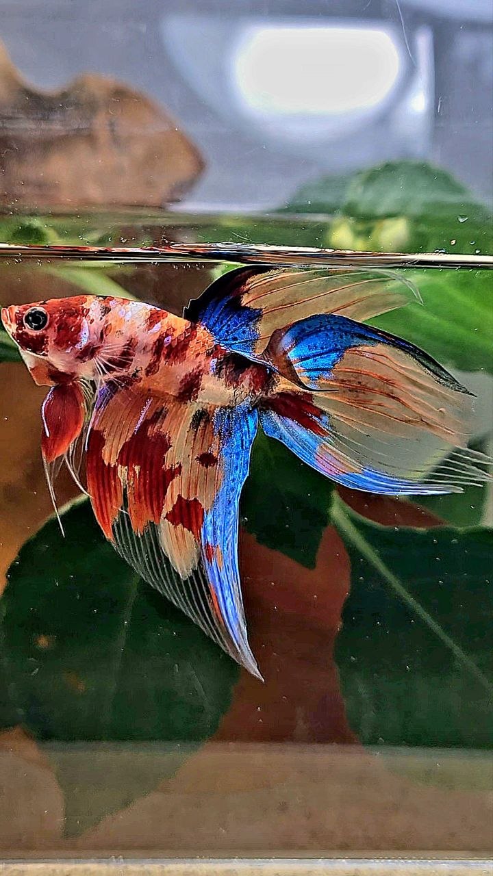 VEILTAIL KOI FIRE MULTICOLOR BETTA FISH