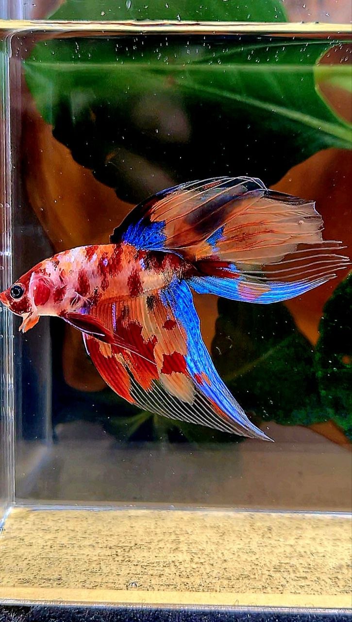 VEILTAIL KOI FIRE MULTICOLOR BETTA FISH