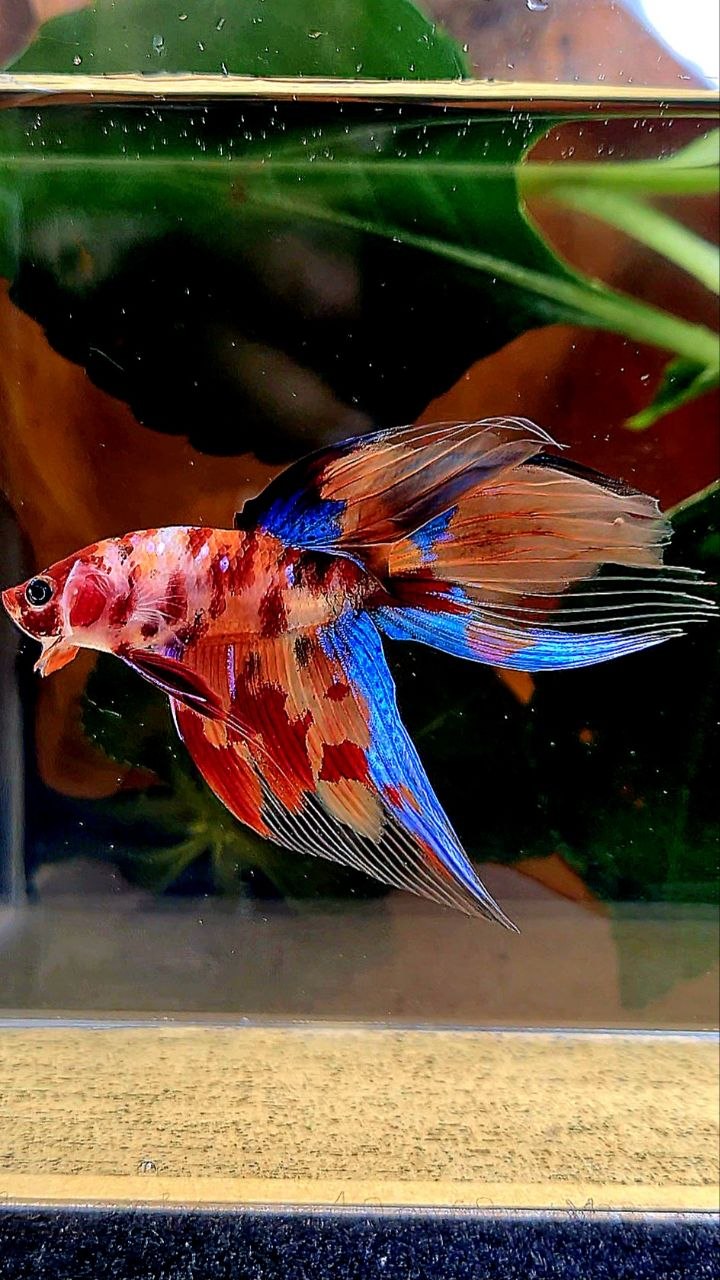 VEILTAIL KOI FIRE MULTICOLOR BETTA FISH