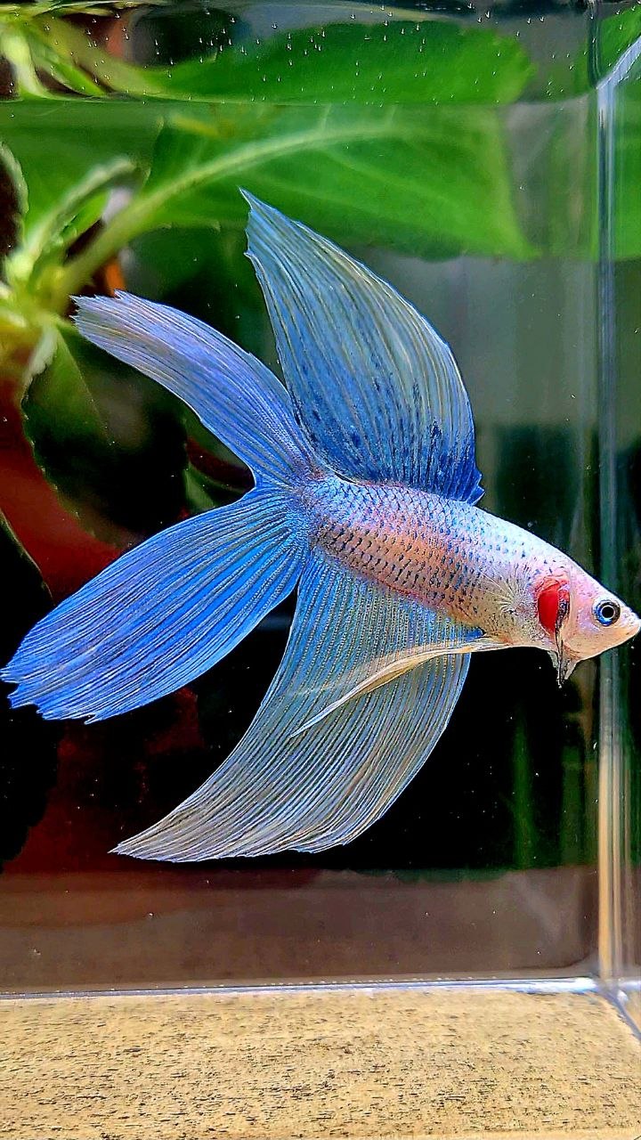VEILTAIL DOUBLE TAIL BLUE YELLOW GRIZZLE BETTA FISH