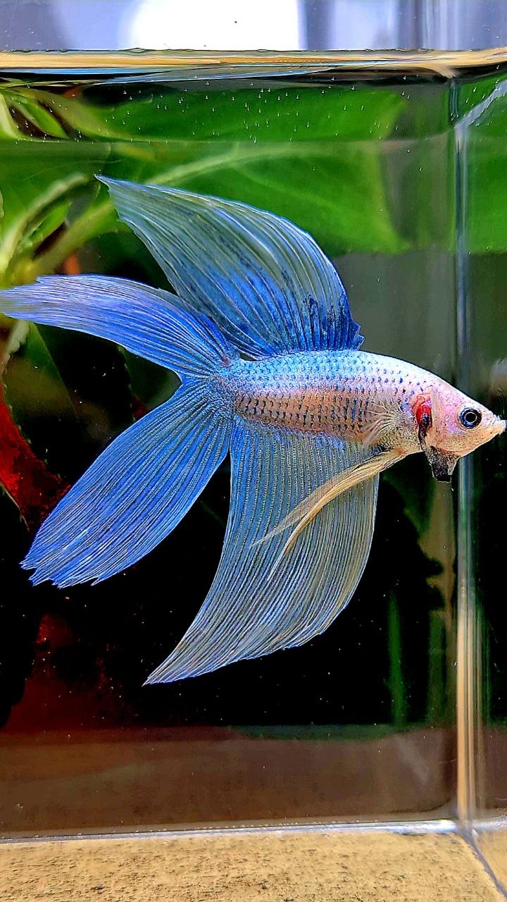 VEILTAIL DOUBLE TAIL BLUE YELLOW GRIZZLE BETTA FISH