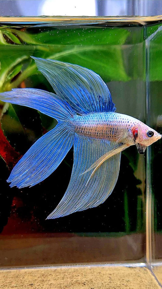 VEILTAIL DOUBLE TAIL BLUE YELLOW GRIZZLE BETTA FISH