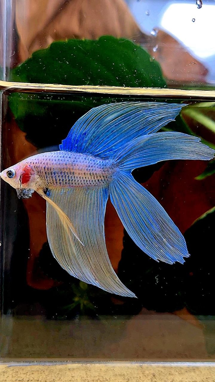VEILTAIL DOUBLE TAIL BLUE YELLOW GRIZZLE BETTA FISH