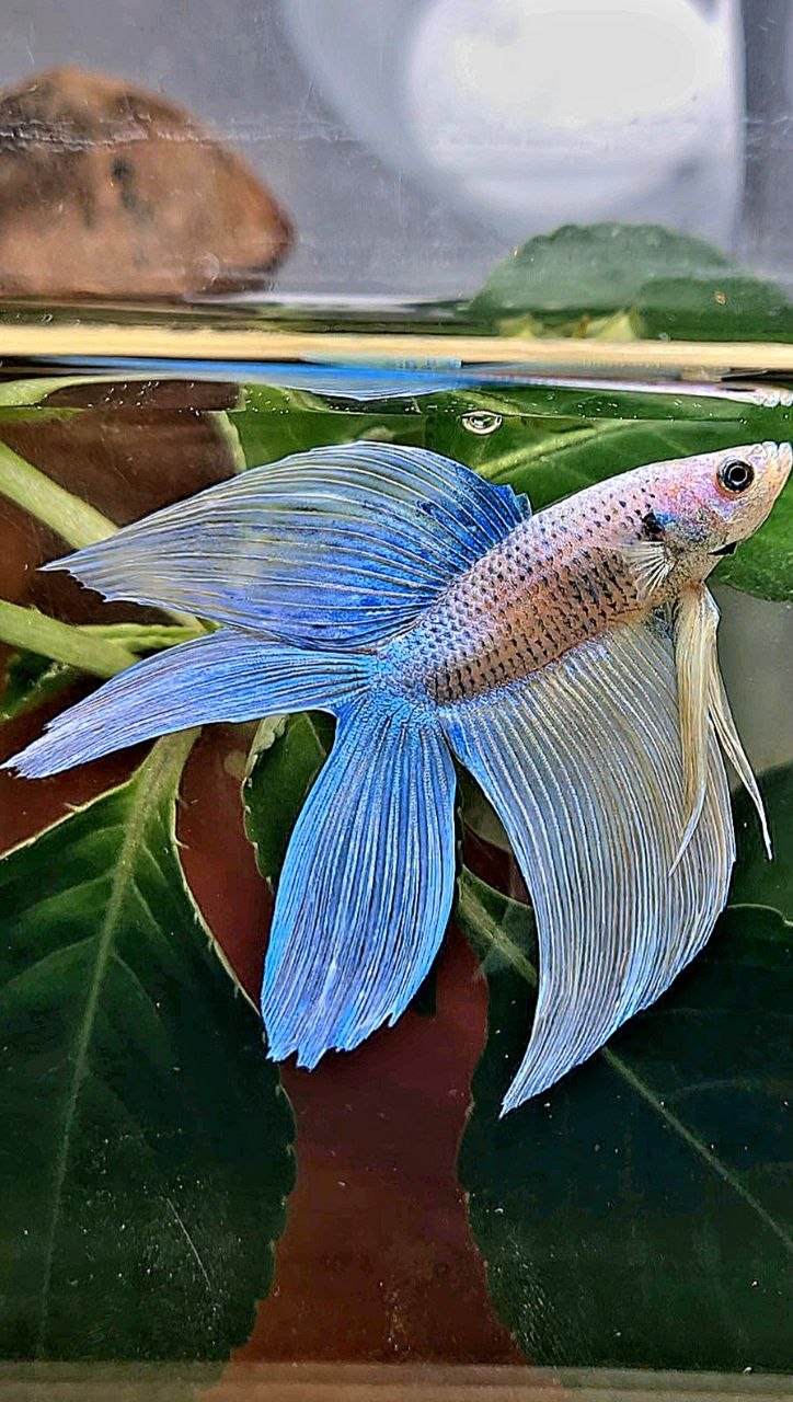 VEILTAIL DOUBLE TAIL BLUE YELLOW GRIZZLE BETTA FISH