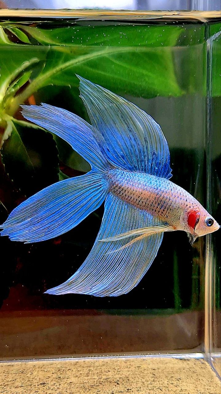 VEILTAIL DOUBLE TAIL BLUE YELLOW GRIZZLE BETTA FISH