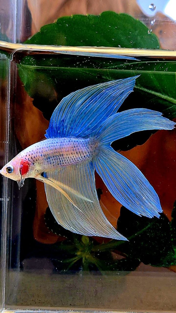 VEILTAIL DOUBLE TAIL BLUE YELLOW GRIZZLE BETTA FISH