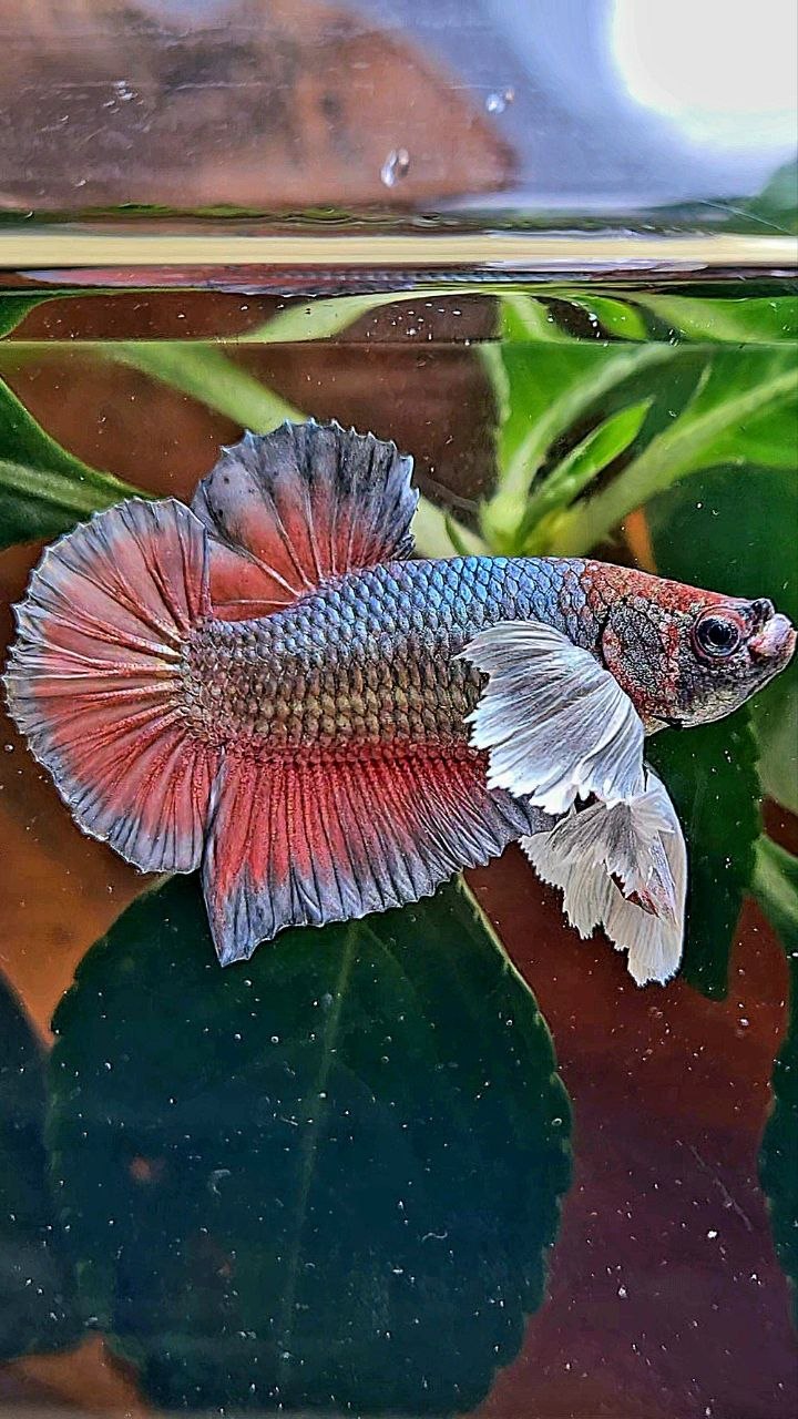 PLAKAT SUPER DUMBO EAR COPPER RED BETTA FISH
