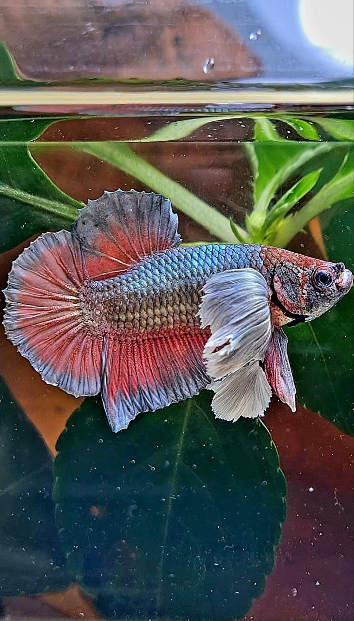 PLAKAT SUPER DUMBO EAR COPPER RED BETTA FISH