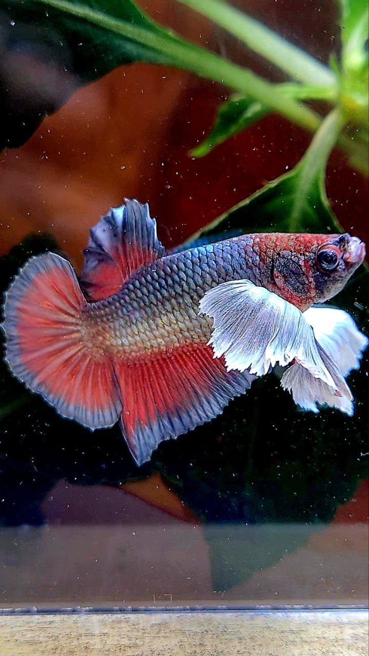 PLAKAT SUPER DUMBO EAR COPPER RED BETTA FISH