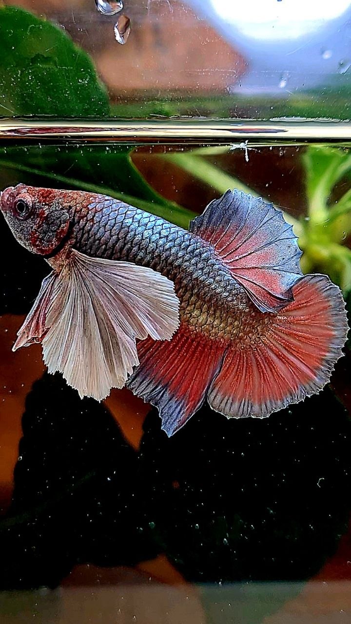 PLAKAT SUPER DUMBO EAR COPPER RED BETTA FISH