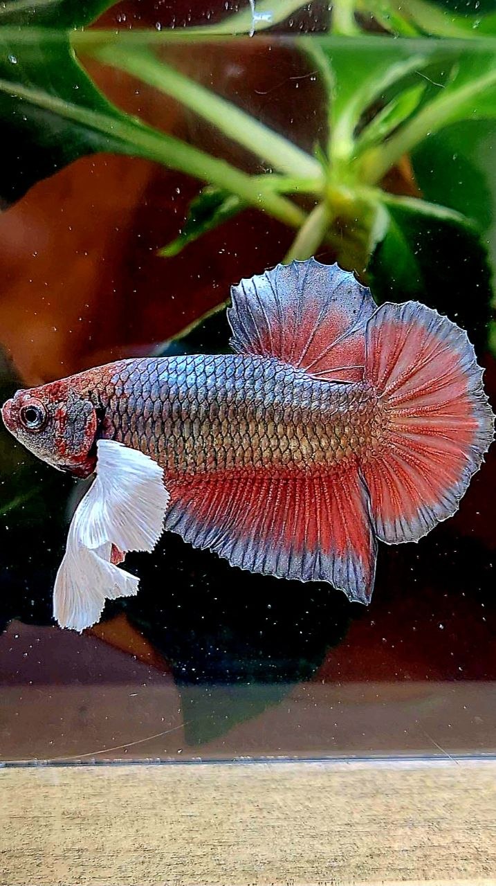 PLAKAT SUPER DUMBO EAR COPPER RED BETTA FISH
